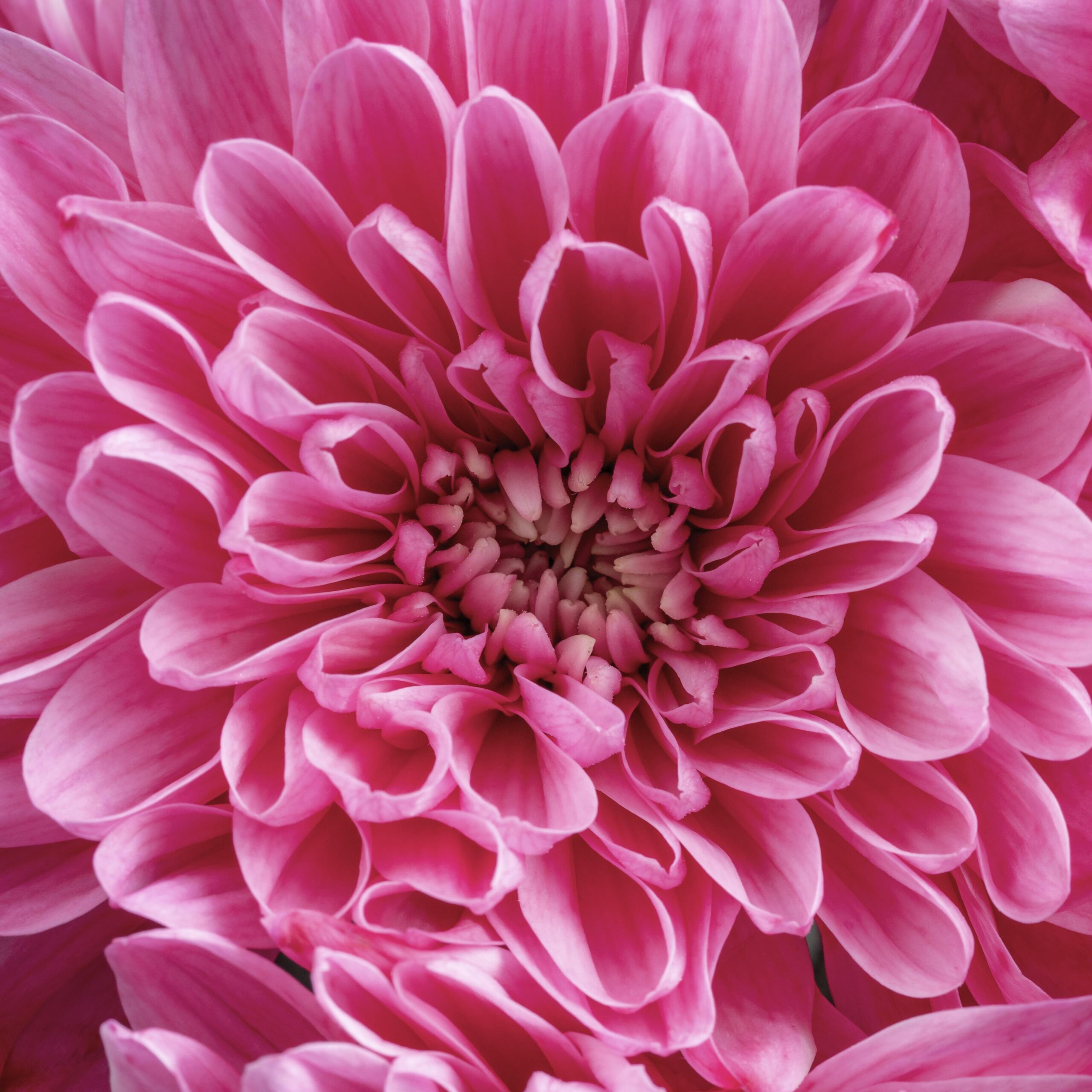 Florarq